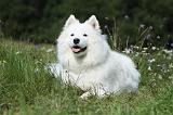 SAMOYEDE 049